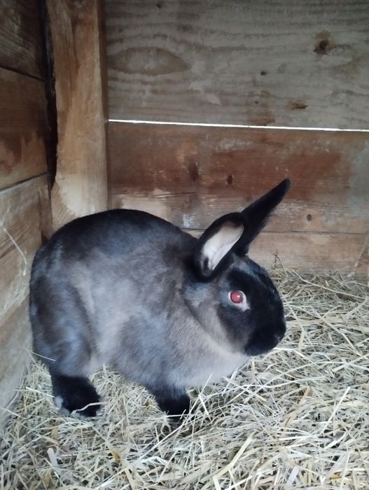 Królik kuna wielką brązowa (KWB) samiec