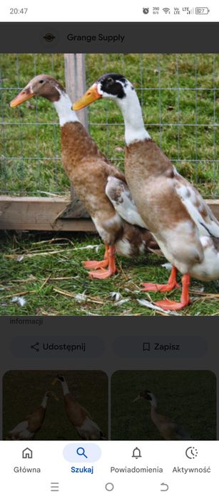 Jajka lęgowe biegusów sarnich