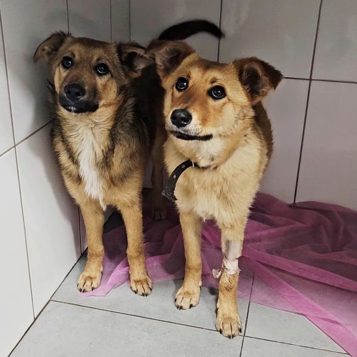 Вакциновані і стерилізовані собачки шукають родини!