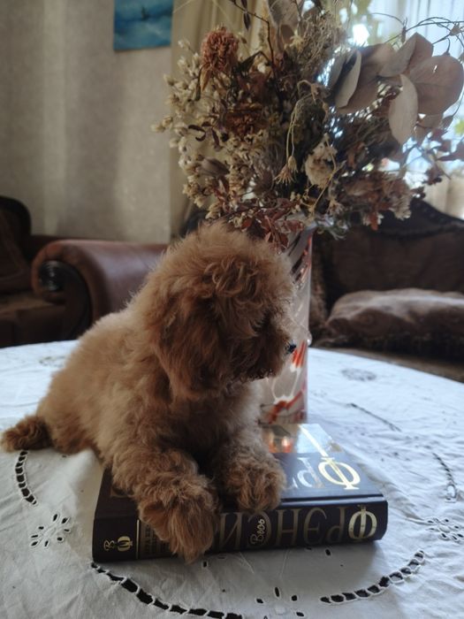 Той пудель девочка без брака документы КСУ