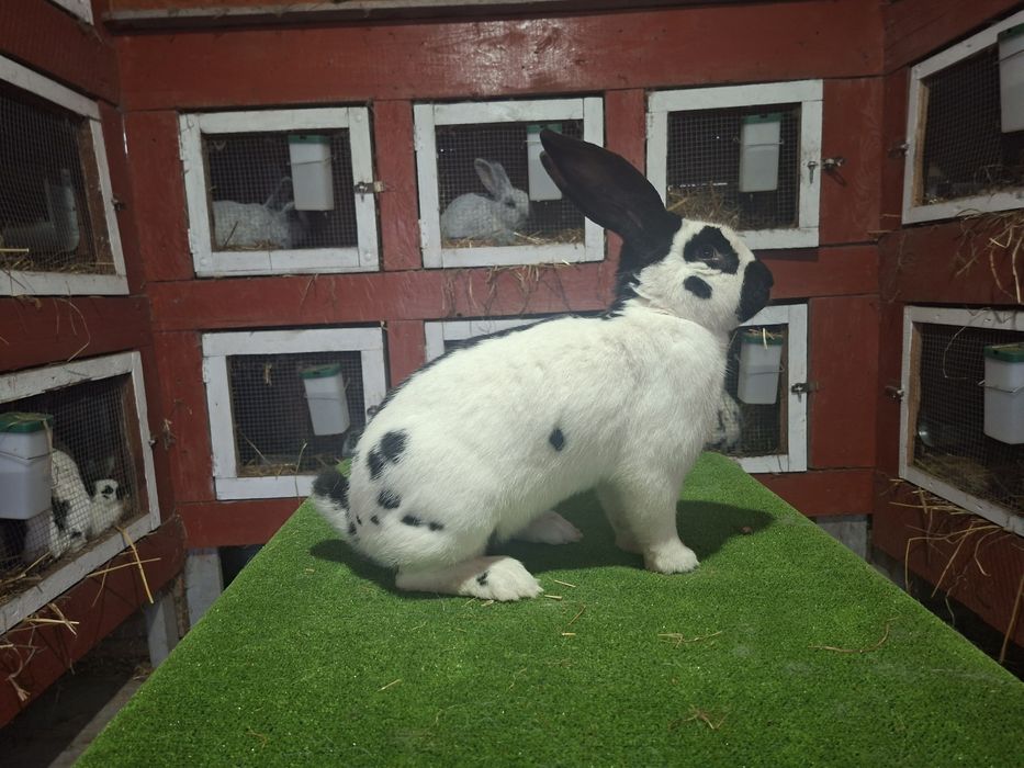 Olbrzym srokacz czarny rodowód