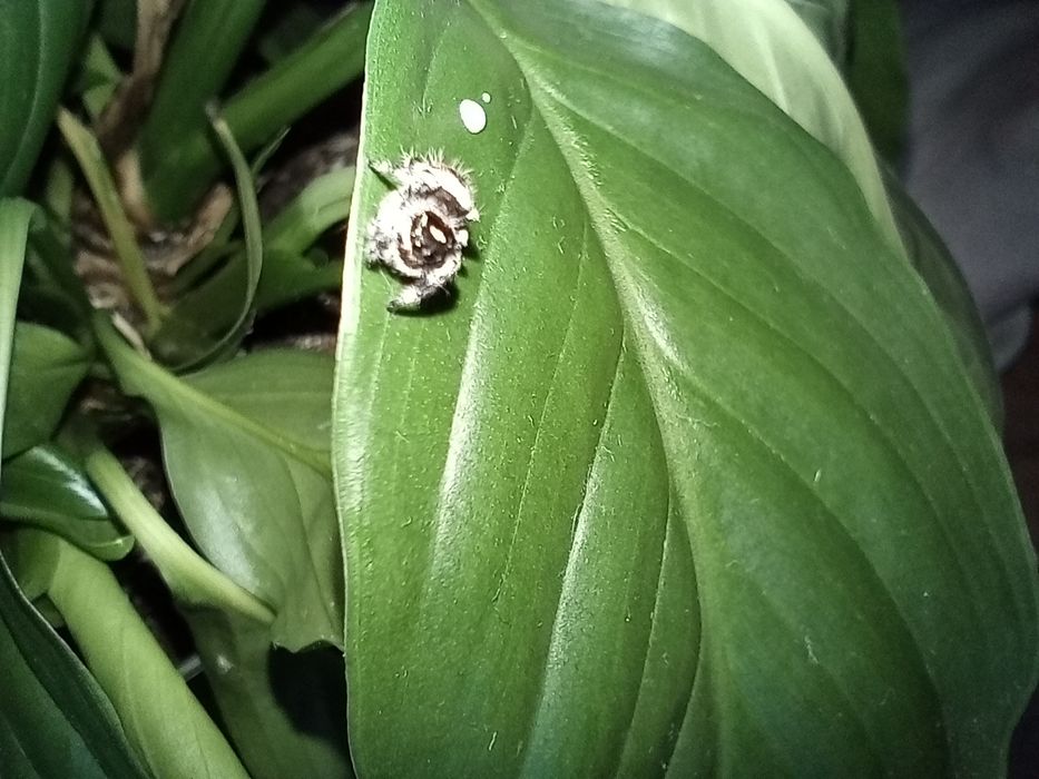 Skakun Królewski Phidippus Regius Lake Okeechobee Samica L5