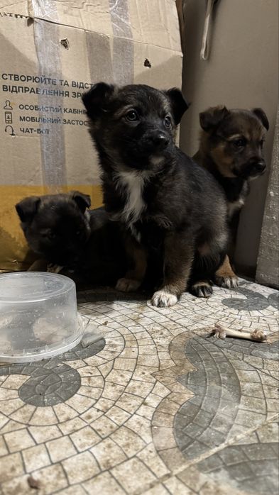 Цуценя, цуценята, собачка