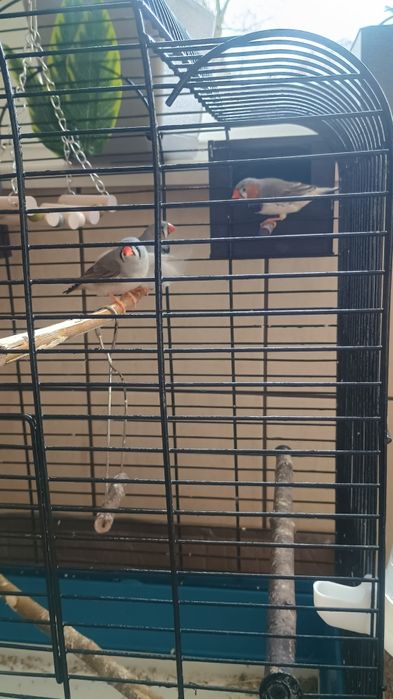 Ptaszki zeberki sprzedam