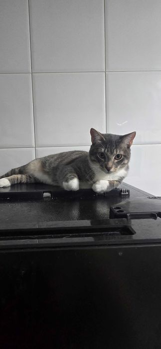 Da se gatinhos com 1 ano