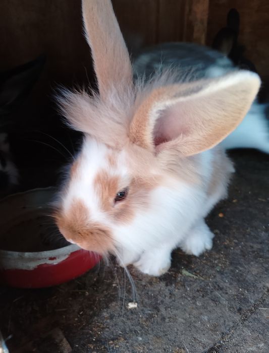 Продаж кролі-молодняк.