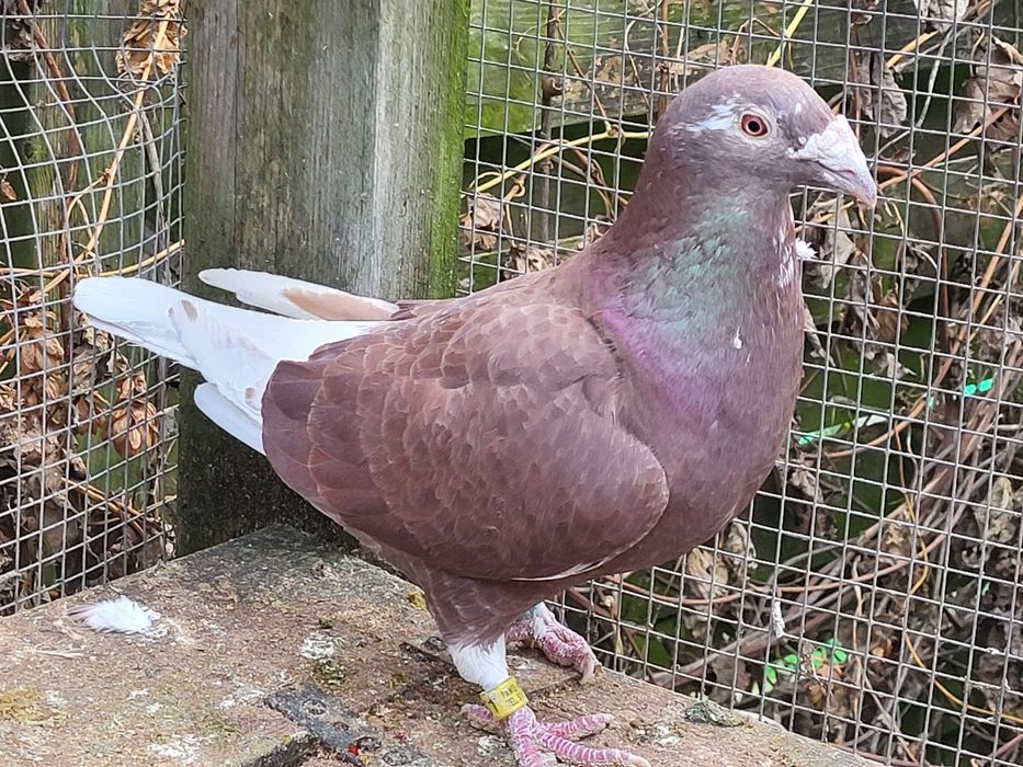 Gołębie staropolskie: samica 2