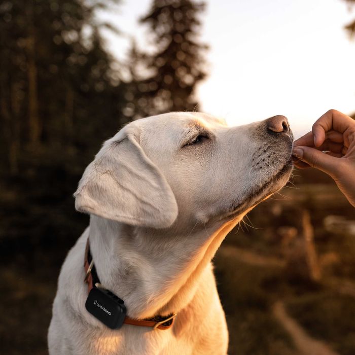 Lokalizator GPS 4G  PSA KOTA uchwyt na obroże APLIKACJA MK059