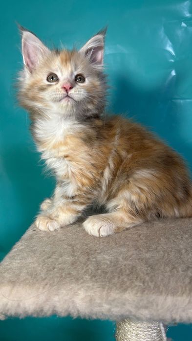 Мейн кун кошенята