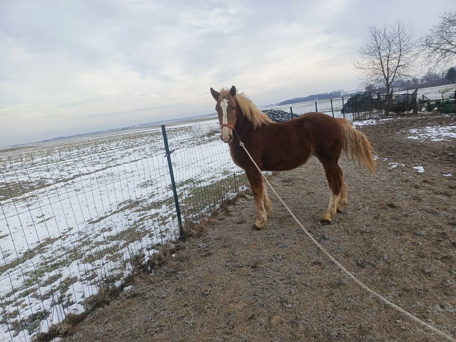 Sprzedam Ogierka PKZ