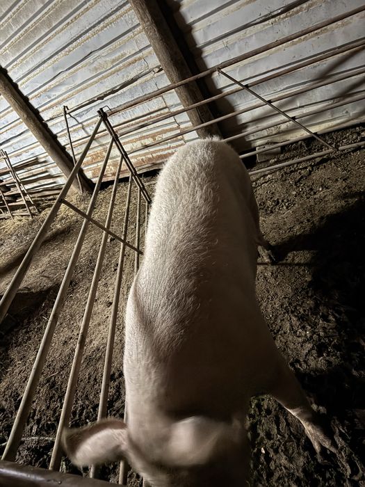 Porca pietran para carne