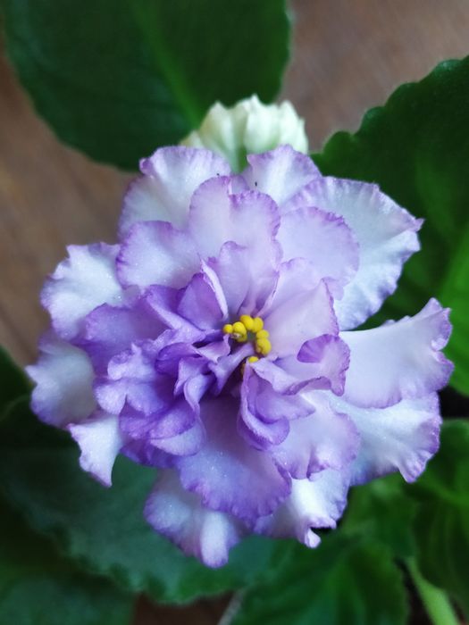 Набір махрових сортів фіалки