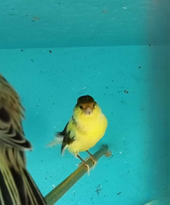 Canarios para venda bons cantadores e bons criadores