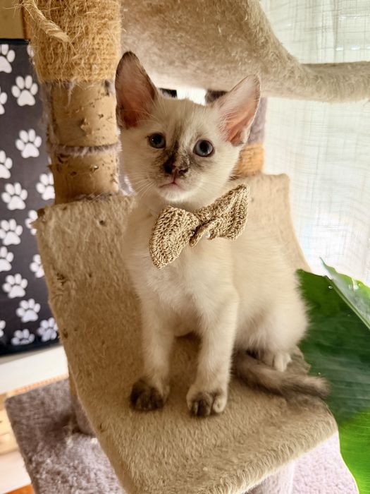Gatinha 2 meses para adoção responsável