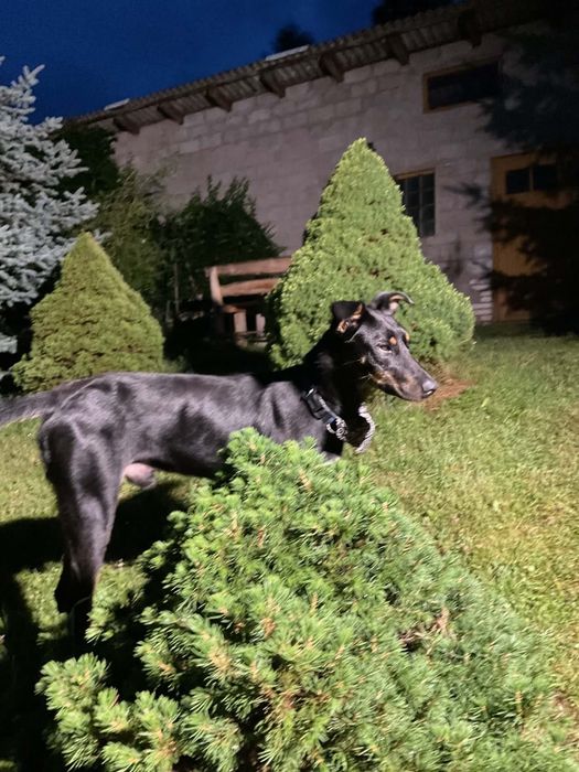 Artur - pies w typie rasy dobermana