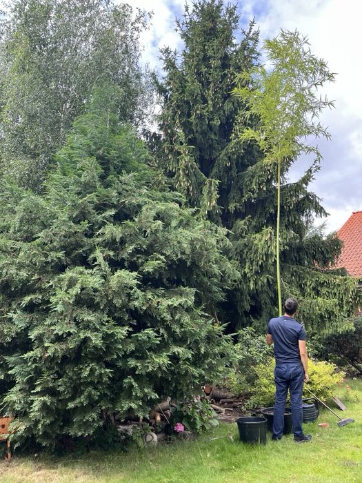 Bambus 7m. Phyllostachys vivax i Phyllostachys Shanghai 3