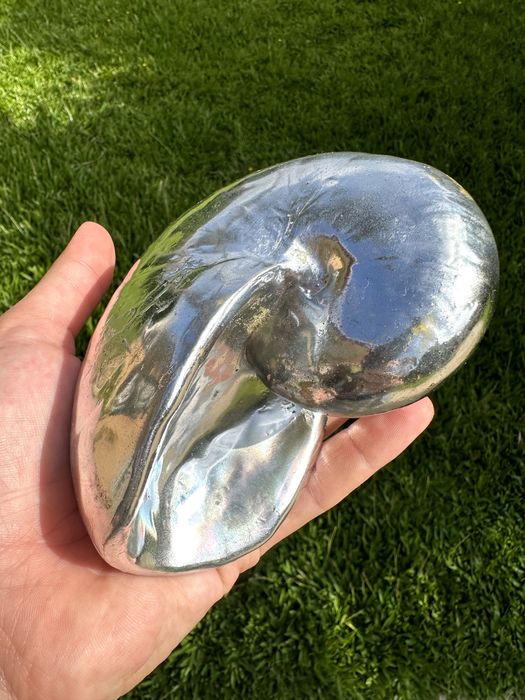 Concha prateada sem marca