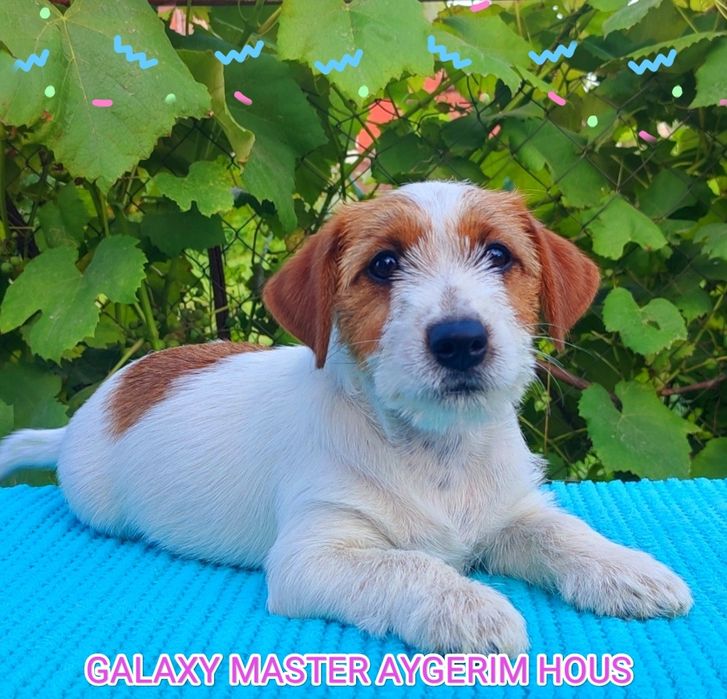 Щенки джек рассел терьера