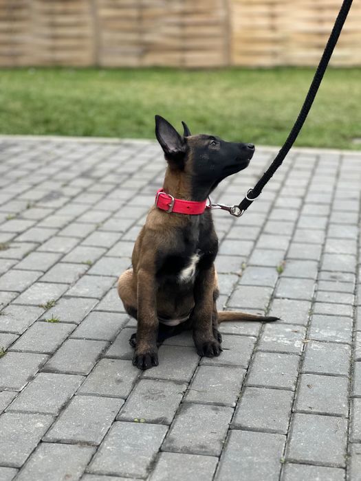 Owczarek belgijski szczeniak suczka