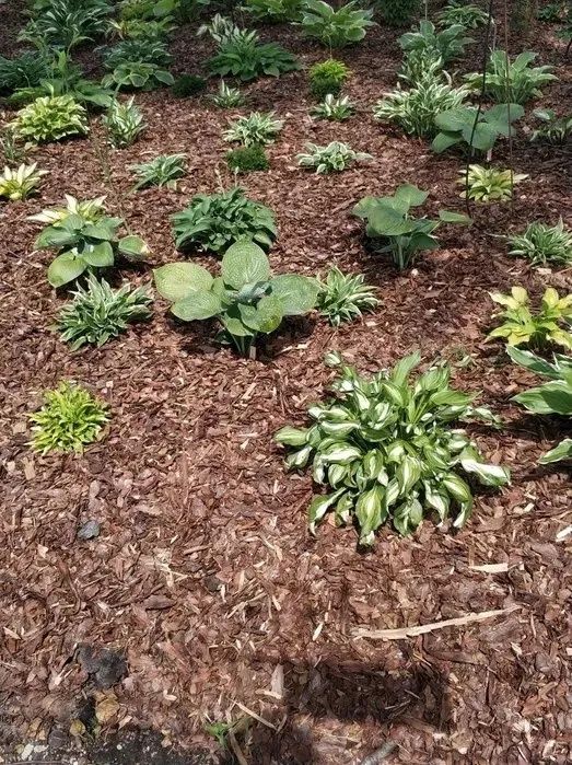 Kora Sosnowa Do Ogrodu *DOWÓZ GRATIS*