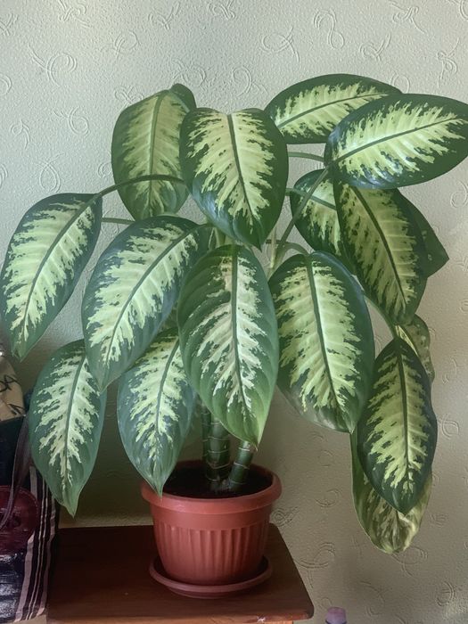 Диффенбахія. Домашня квітка.