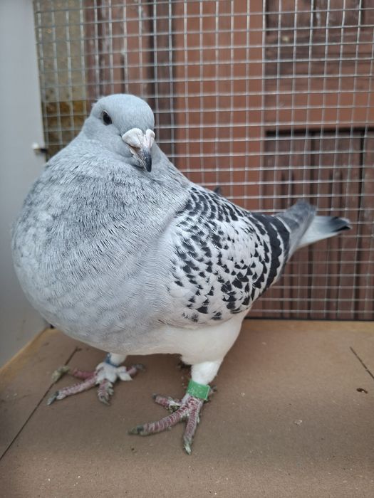 Standard , standardy , polski pocztowy wystawowy sprzedam