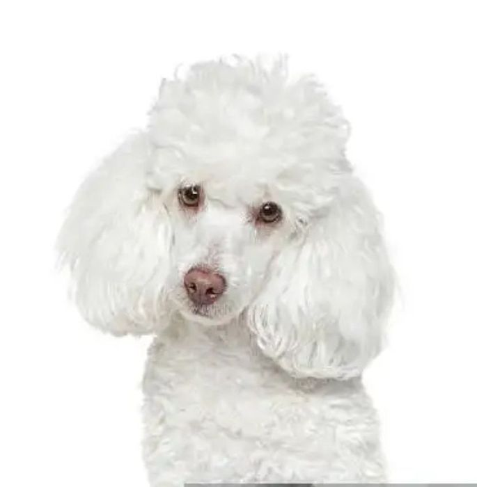 Шикарнючі дашин пуделята