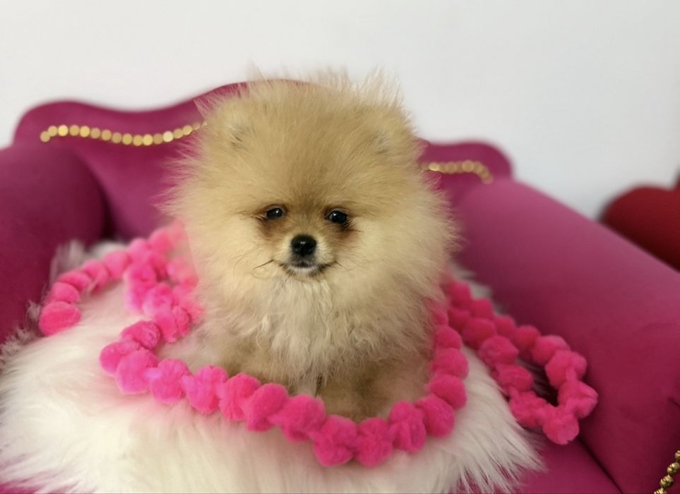 Szpic muniaturowy FCI śliczna mini dziewczynka