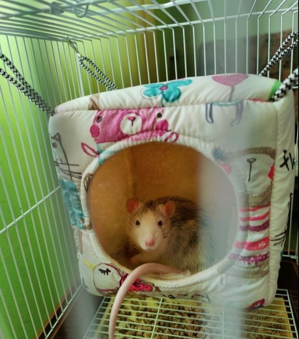 Гамачки для гризунів, щурів.