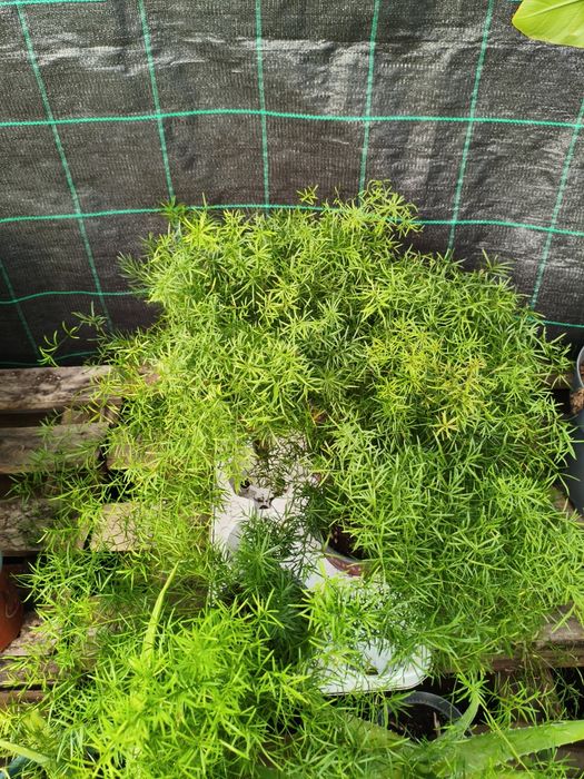 Aspargos Sprengeri - planta em vaso