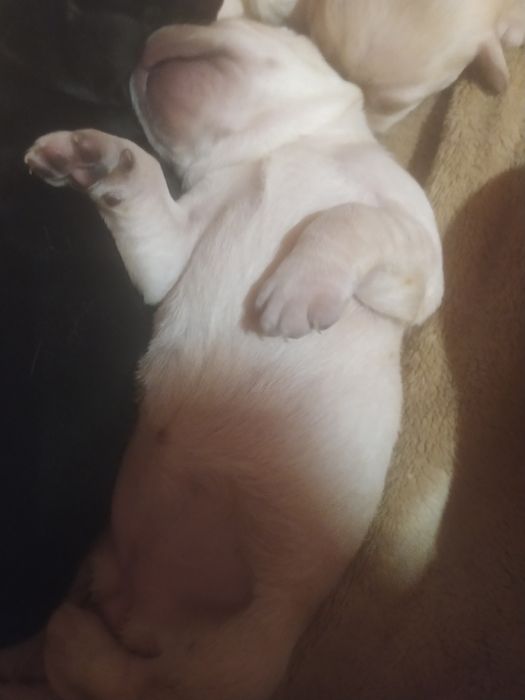 Чистокровні лабрадори .