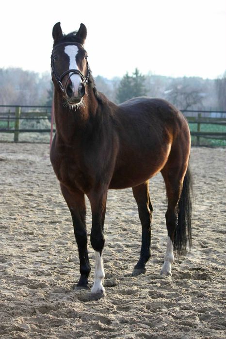 3,5 letni ciemnogniady wałach SP ze świetnym ruchem