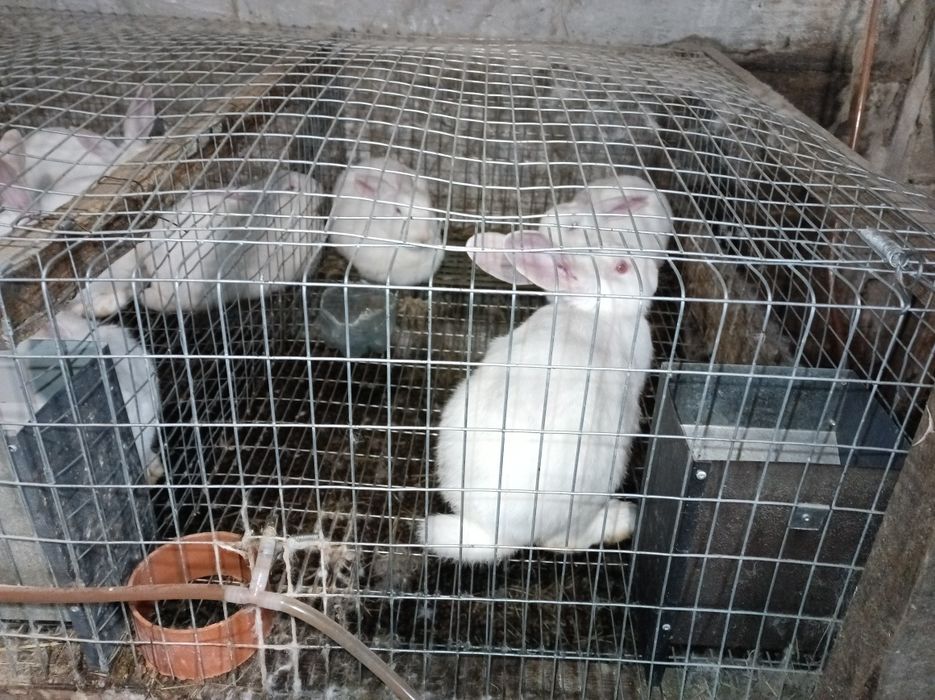 Продам кролів термонська біла
