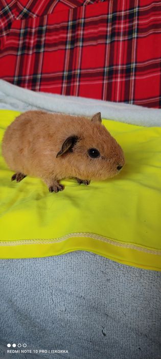 ТеддіКаліфорнія морська свиночка