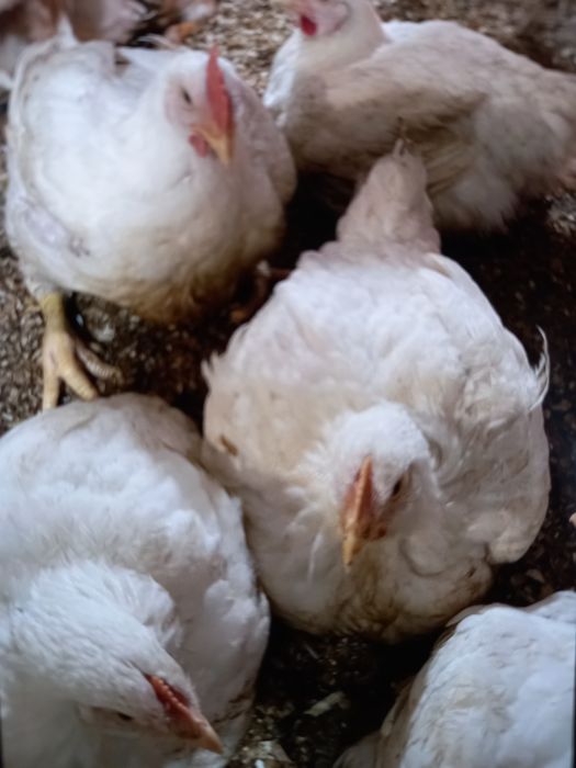 Бройлер живою вагою,тушки