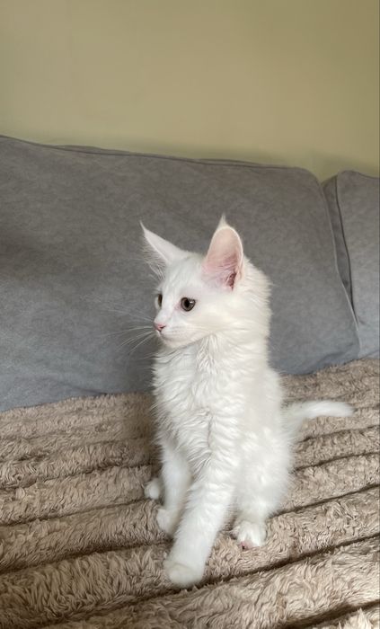 Мейн кун кошенятка !