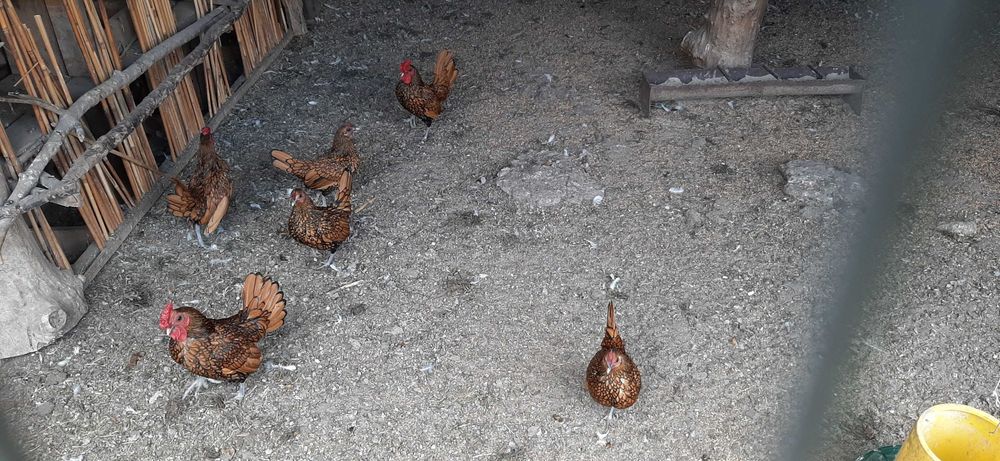 Продам Сібрайтів