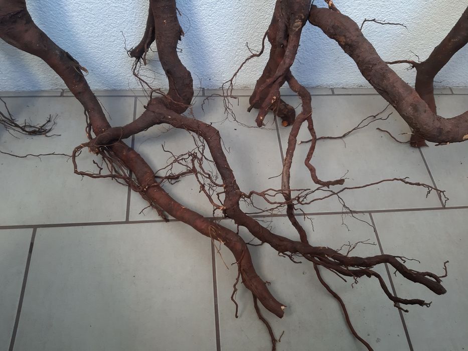 Korzenie do akwarium/terrarium.