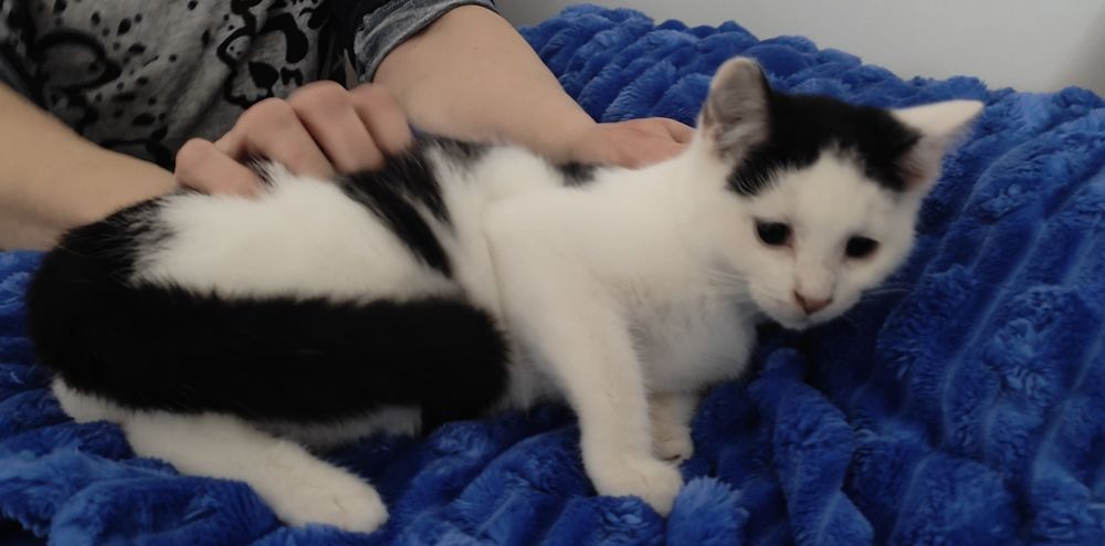 2 ślicznych kociąt do oddania