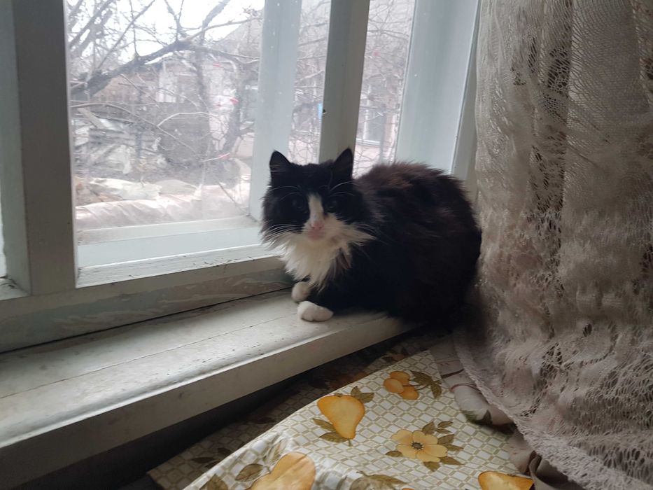 отдам милых котиков в добрые руки