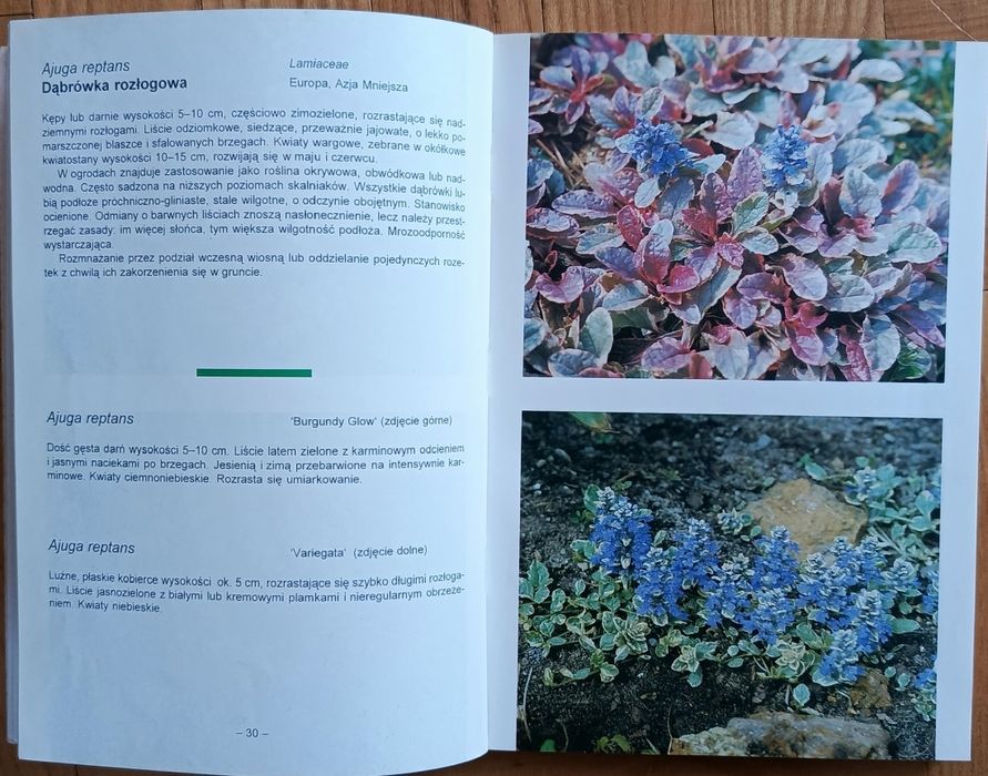 Zestaw 2 książek o ogrodach skalnych
