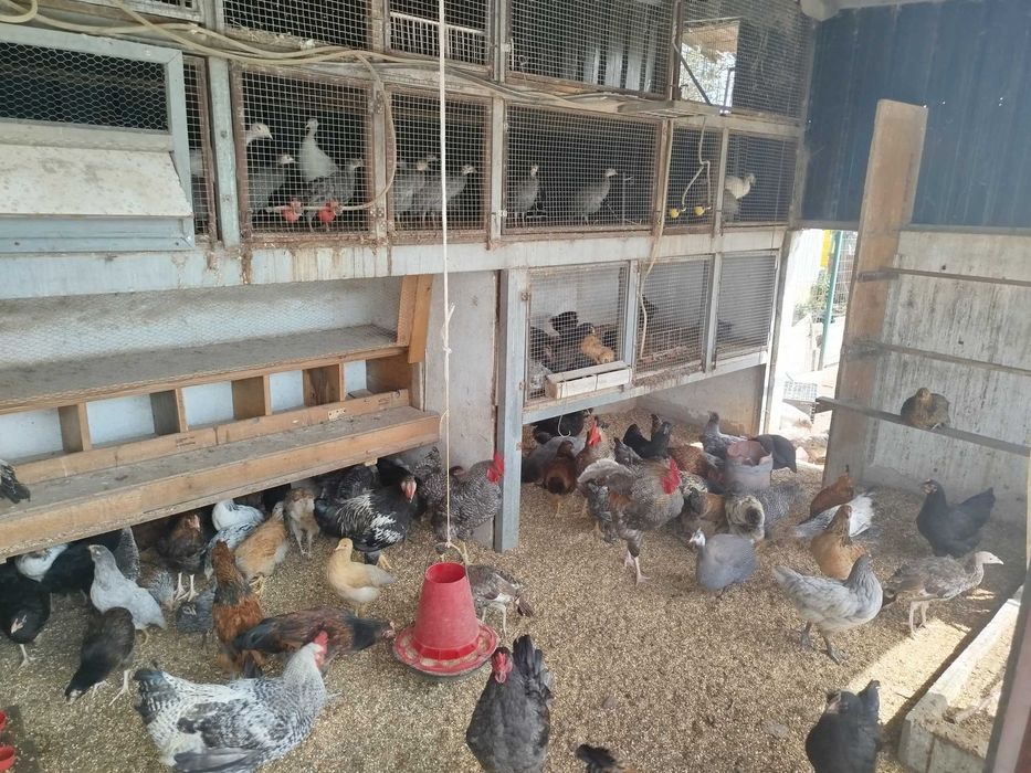 Frangos Galos galinhas Ovos Galados Patos e Fracas Ovos Galados