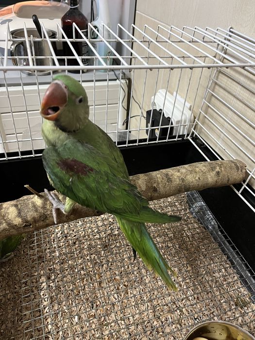 Alexandrinos 24/23/22