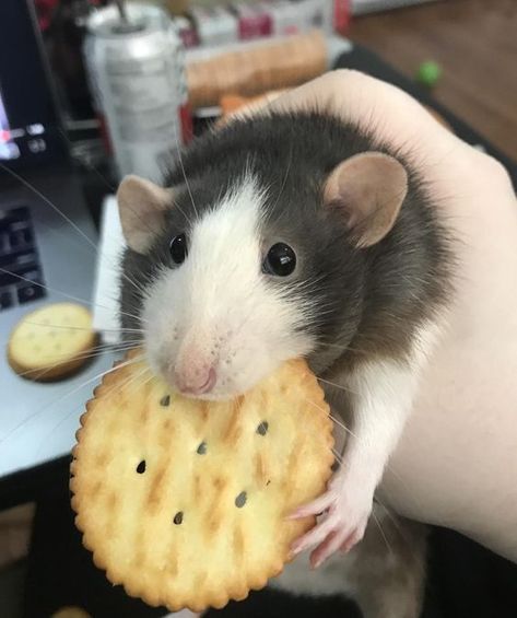 Криски дамбо,крисята дамбо,дамбо криски,криси дамбо