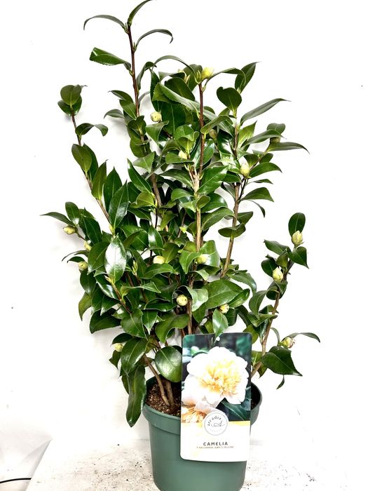 Камеліі в асортименті. Доставка по Україні.