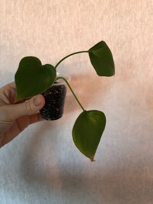 Хомаломена Лемон Лайм