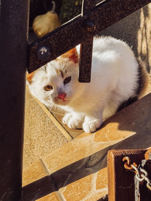 Dwie kotki szukaja nowego domu !