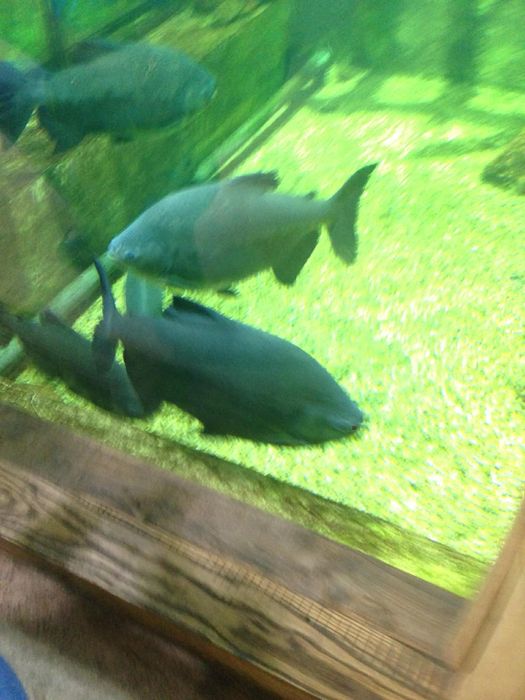 Панорамный аквариум с тумбой — готовый подводный мир у вас дома!