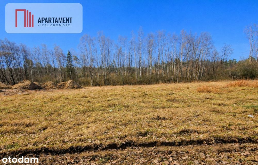 Nad jeziorem, przy lesie.