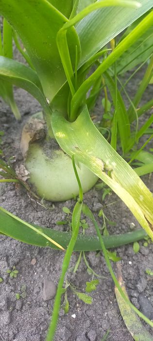 Індійська цибуля